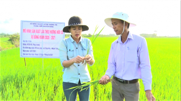 Đổi thay nếp nghĩ, tư duy sản xuất từ lúa hữu cơ