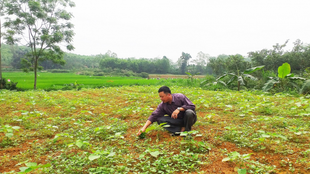 Triển vọng cây gai xanh
