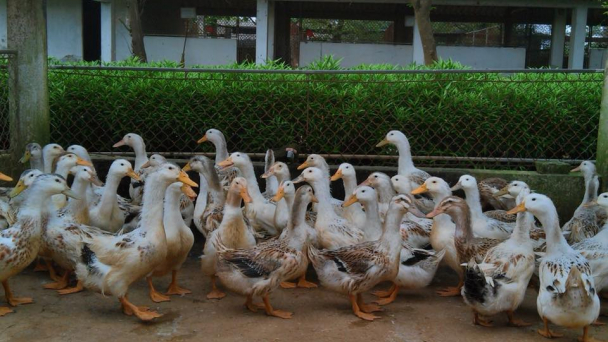 Cải tiến năng suất thủy cầm thông qua di truyền chọn lọc giống