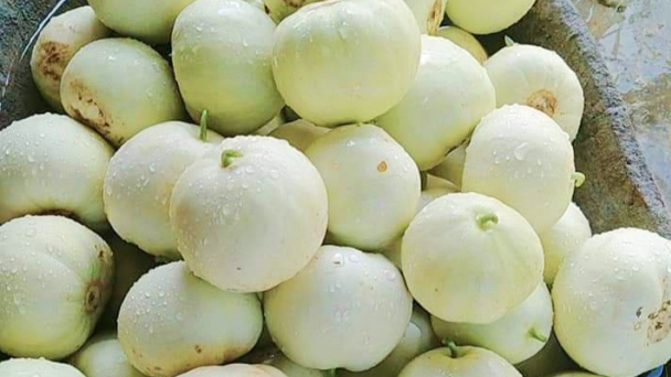 Dưa lê được mùa, được giá