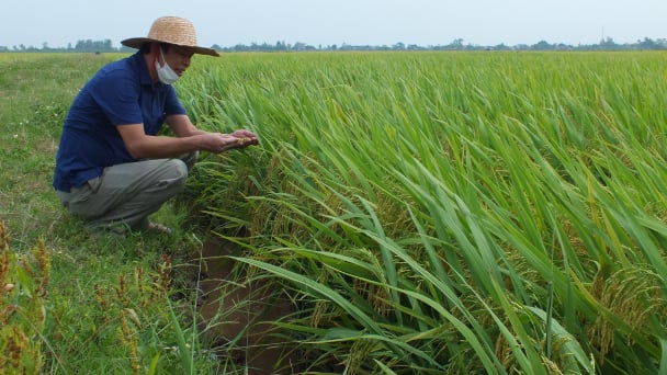 Cảnh giác sâu bệnh cuối vụ đông xuân