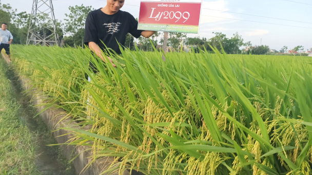 Lúa lai LY2099 tạo ấn tượng mạnh vụ đông xuân