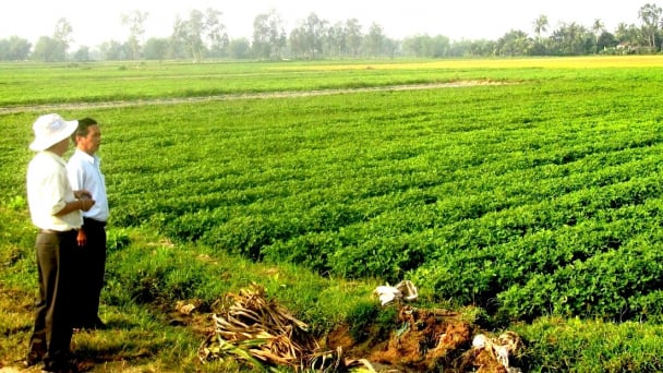 Kiên quyết chuyển đổi đất lúa kém hiệu quả sang cây trồng cạn