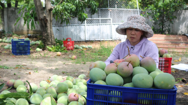 Xoài Úc ế ẩm, giá bèo bọt