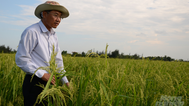 'Làm giống lúa lai như cầm dao đằng lưỡi nhưng đó là định mệnh tôi'
