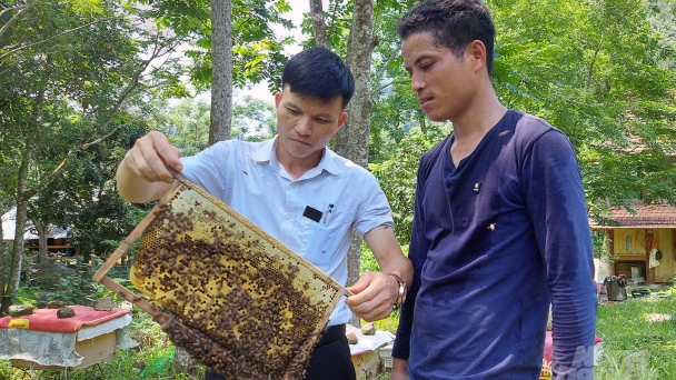 Người Thái làm chủ kỹ thuật nuôi ong lấy mật