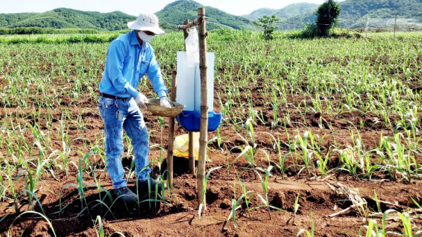 Biện pháp hiệu quả tiêu diệt bọ cánh cứng hại mía