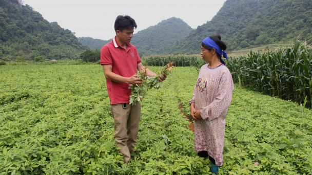 Phát triển chuỗi giá trị cây lạc