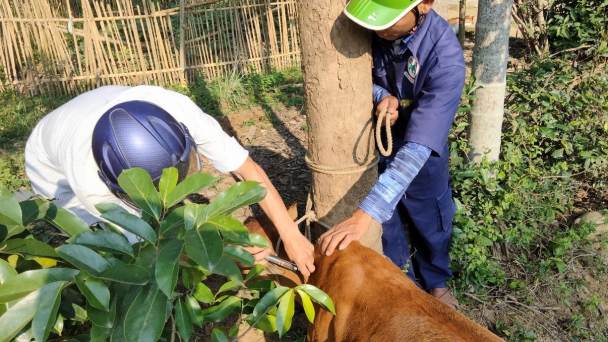 Đẩy nhanh tiêm vacxin viêm da nổi cục