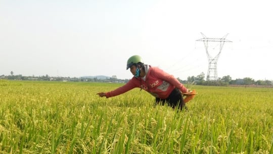 Canh tác lúa ST đặc sản vụ hè thu ở Tây Nguyên