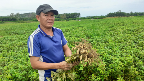 Lạc đạt năng suất 'khủng' trên đất lúa kém hiệu quả