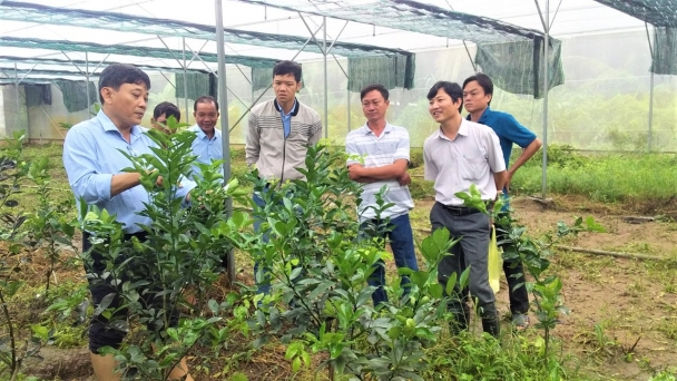 Cam sành không hạt: Kỳ vọng bứt phá xuất khẩu