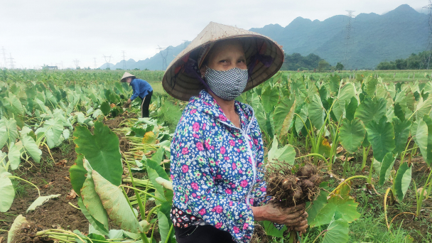 Khoai sọ giá giảm, khó tiêu thụ