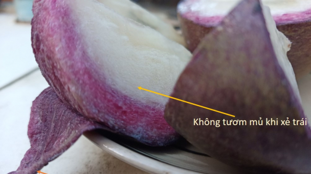 Giống vú sữa tím mới chịu mặn, cho trái quanh năm