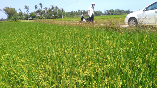 Lúa ST25 khả quan trên đồng đất Bình Định