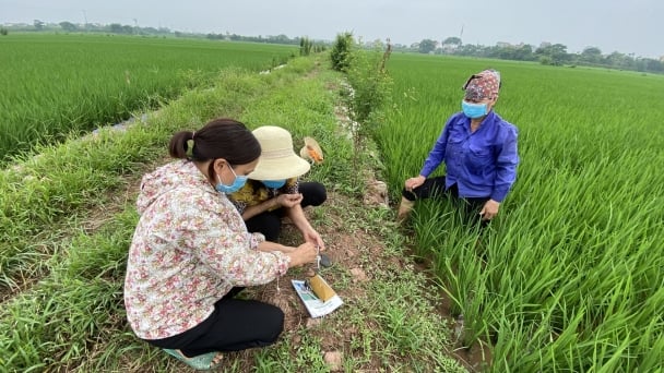 Diệt chuột tập trung vùng xen canh