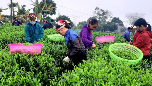 Làm chè hướng hữu cơ: Mất ít, được nhiều