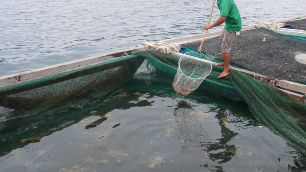 Chuẩn bị kỹ phòng chống dịch bệnh thủy sản mùa mưa lũ