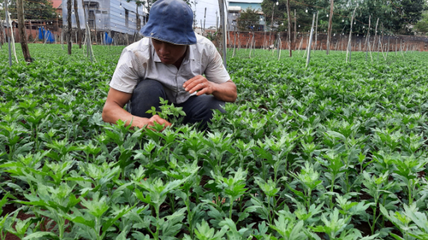 Nhập nội 55 giống hoa có bản quyền