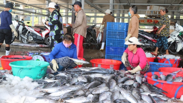 Cảng cá Hòn Rớ lên phương án hoạt động trở lại