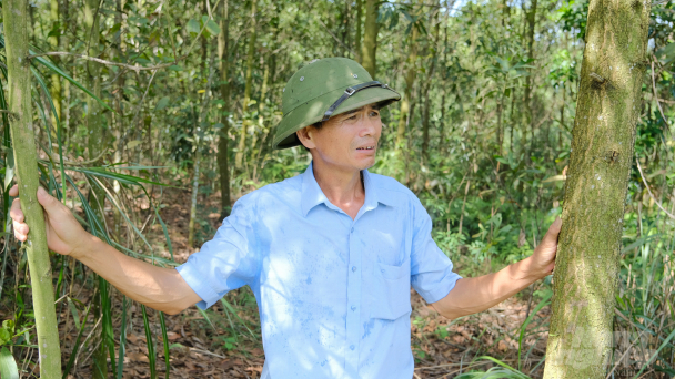 Vườn keo tái sinh trên đồi trống