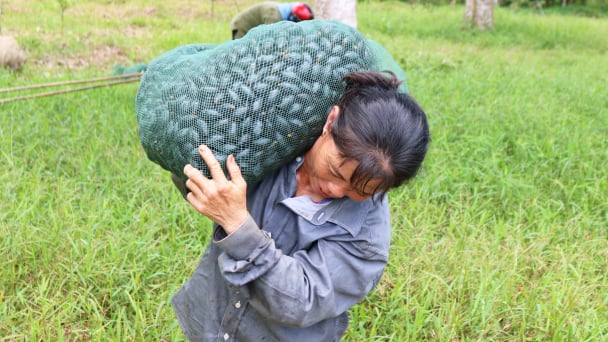 Mùa trám buồn