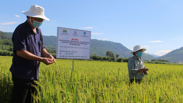 Nông dân hưởng lợi nhờ sản xuất lúa gạo VietGAP
