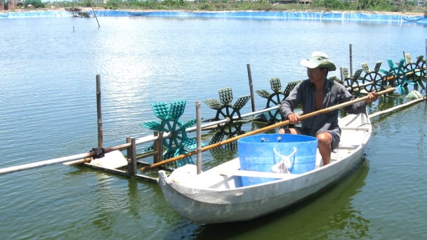Phòng chống nắng nóng cho tôm nuôi