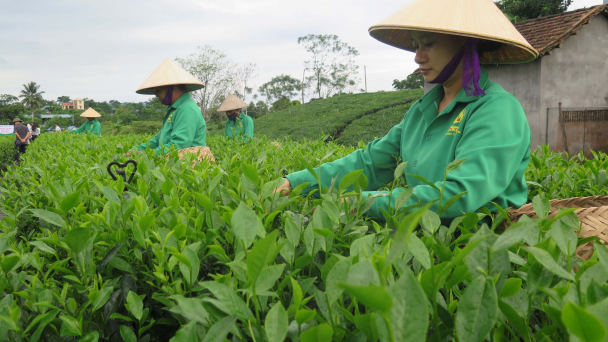 Chè Thái tìm lại hương xưa