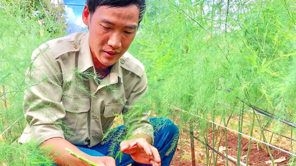 Đưa măng tây 'kết duyên' đất Tây Nguyên