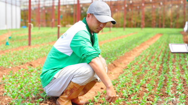 Nông dân Đà Lạt gạt nước mắt, tái đầu tư