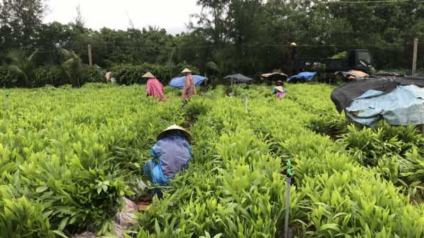 Vun đắp màu xanh cho tương lai