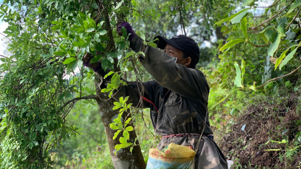 Người dân vùng cao Thạch An thu tiền tỷ từ cây hồi