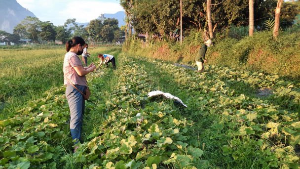 Chuyển đất soi bãi sang trồng dưa, hiệu quả cao