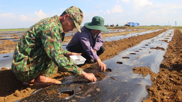 Lợi và hại khi che phủ nilon cho cây trồng cạn