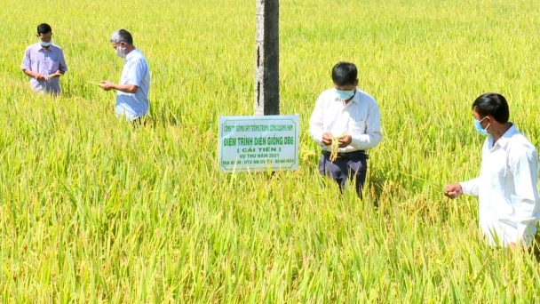 Giống lúa VNR10 và ĐB6 cải tiến năng suất 'khủng' vụ thu 2021