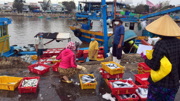 Tăng cường cấp đông, lưu trữ hải sản