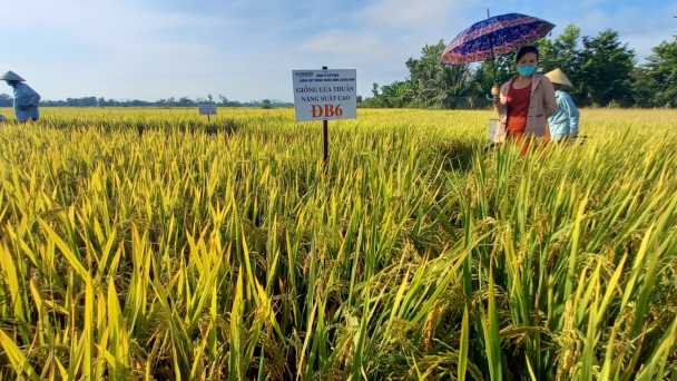 Những giống lúa 'thủy chung' với đất Quảng