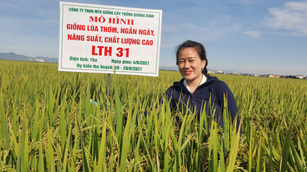 Giống lúa LTH31 bội thu ở Quảng Bình