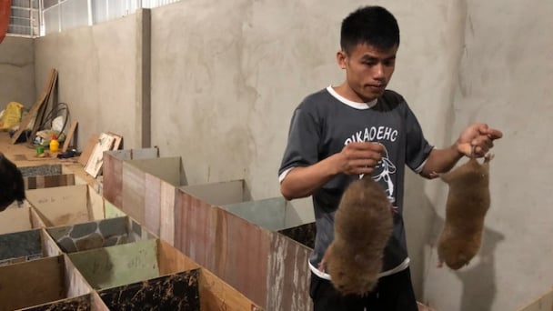 Tình cờ nuôi dúi, túi rủng rỉnh tiền