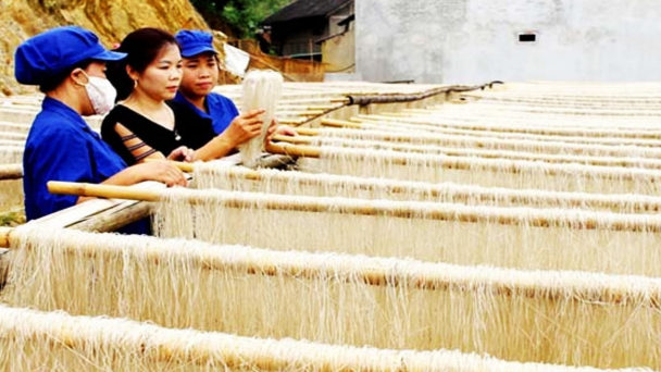 Vực dậy tiềm năng, giá trị dong riềng Bắc Kạn