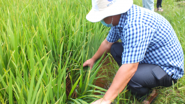 Thực hiện nghiêm phòng, chống sâu bệnh hại lúa mùa cuối vụ
