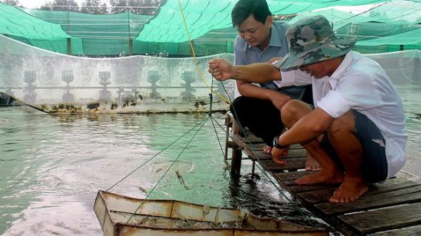 Khuyến cáo chăm sóc tôm trong thời gian phòng, chống Covid-19