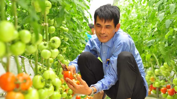 Vựa rau lớn nhất Lâm Đồng sẵn sàng tái sản xuất