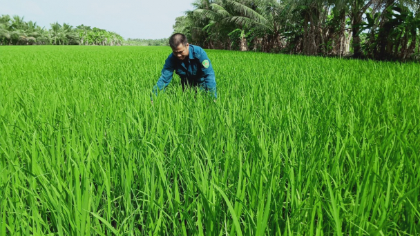 Lợi đủ đường nhờ áp dụng canh tác lúa thông minh