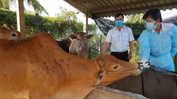 ĐBSCL đẩy nhanh tiêm phòng, chặn dịch viêm da nổi cục trâu bò
