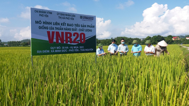 Người Sán Dìu sản xuất chuỗi lúa VietGAP