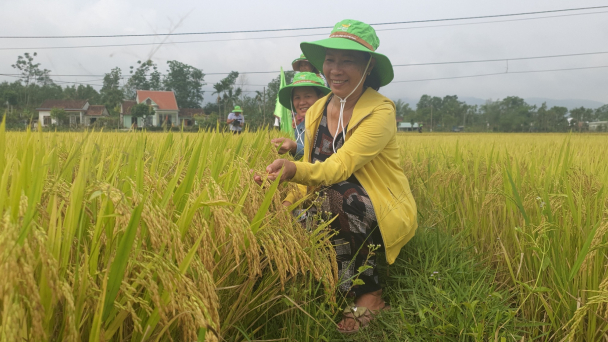 ThaiBinh Seed tạo bước ngoặt cho nông dân miền Trung, Tây Nguyên
