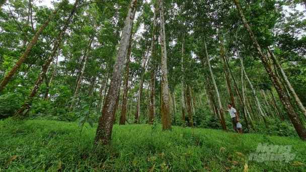 'Người điên' giữ rừng