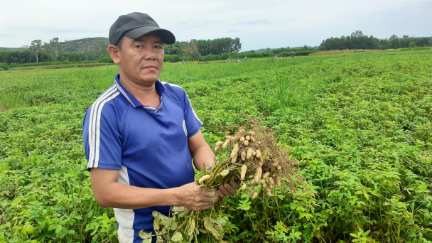Lạc phát huy thế mạnh ở Duyên hải Nam Trung bộ